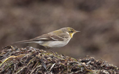 stlig gulrla - Eastern Yellow Wagtail (Motacilla tschutschensis)