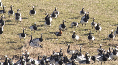 Rdhalsad gs - Red-Breasted Goose (Branta ruficollis)