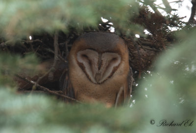 Mrkbrstad tornuggla - Dark-breasted Barn Owl (Tyto alba guttata)