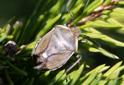 Tallbrfis (Chlorochroa pinicola)