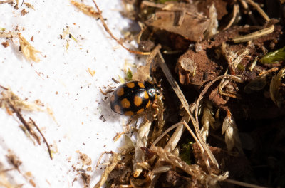 Fjortonflckig torrbackspiga (Coccinula quatuordecimpustulata)