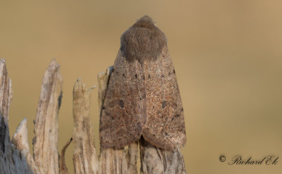 Mindre Slgfly - Small Quaker (Orthosia cruda)