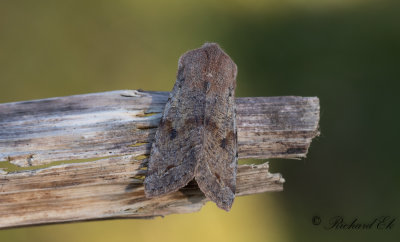 Strre slgfly - Clouded Drab (Orthosia incerta)