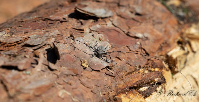 Strre timmermann - Timberman beetle (Acanthocinus aedilis)