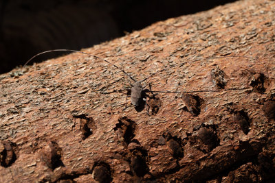 Strre timmermann - Timberman beetle (Acanthocinus aedilis)