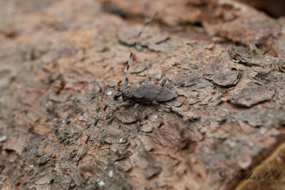 Strre timmermann - Timberman beetle (Acanthocinus aedilis)