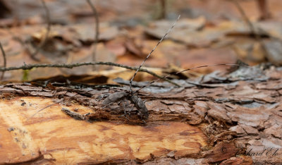Strre timmermann - Timberman beetle (Acanthocinus aedilis)