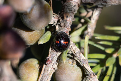 Hednyckelpiga - Heather Ladybird (Chilocorus bipustulatus)