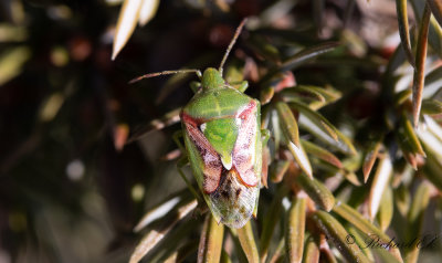 Brokig enbrsfis - Juniper Shield Bug (Cyphostethus tristriatus) 
