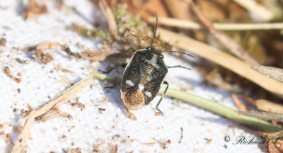 Rapssugare - Rape Bug (Eurydema oleracea)