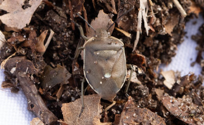 Tallbrfis (Chlorochroa pinicola) 