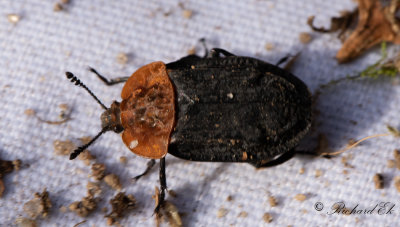 Rdskldad asbagge - Red-breasted Carrion Beetle (Oiceoptoma thoracicum)