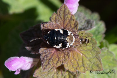 Svartvit taggbening (Tritomegas bicolor)