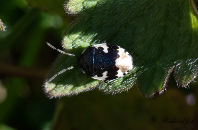 Svartvit taggbening (Tritomegas bicolor)