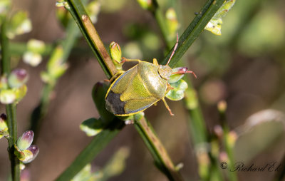 Harrisbrfis (Piezodorus lituratus)