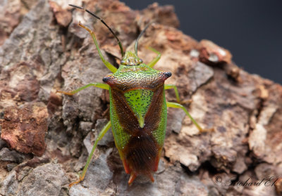 Hagtornsbrfis - Hawthorn Shield Bug (Acanthosoma haemorrhoidale)