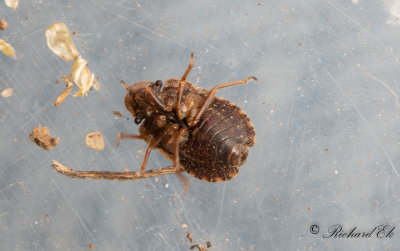 Mrk markbrfis (Sciocoris umbrinus)