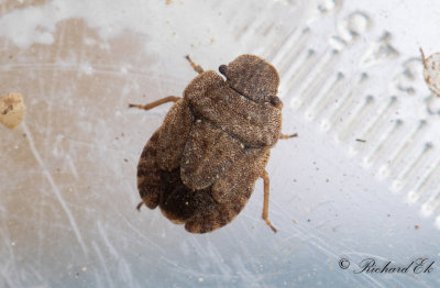 Mrk markbrfis (Sciocoris umbrinus)