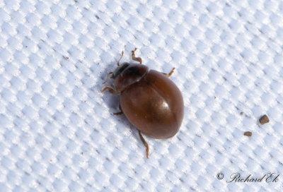 Klotnyckelpiga (Cynegetis impunctata)