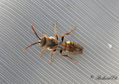 Broad-banded Nomad Bee (Nomada signata)
