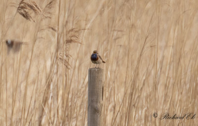 Vitstjärnig blåhake - Bluethroat (Luscinia svecica cyanecula)