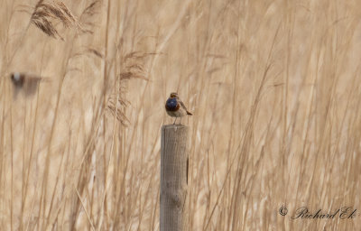 Vitstjrnig blhake - Bluethroat (Luscinia svecica cyanecula)