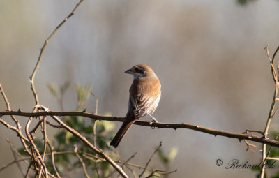 Trnskata - Red-backed Shrike (Lanius collurio)