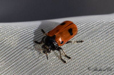 Myrsckbagge (Clytra quadripunctata)