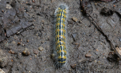 Oxhuvudspinnare - Buff-tip moth (Phalera bucephala)