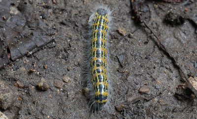 Oxhuvudspinnare - Buff-tip moth (Phalera bucephala) 