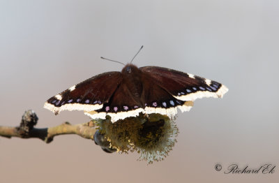 Sorgmantel - Mourning Cloak (Nymphalis antiopa)