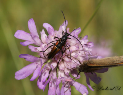 ngsblombock - Black-striped Longhorn Beetle (Stenurella melanura)