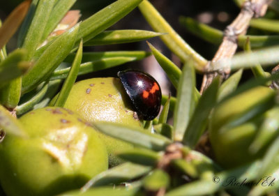 Hednyckelpiga - Heather Ladybird (Chilocorus bipustulatus)