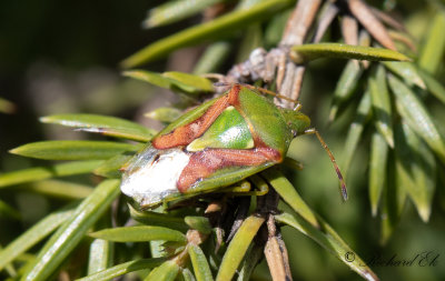 Brokig enbrsfis - Juniper Shield Bug (Cyphostethus tristriatus) 