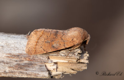 Strre slgfly - Clouded Drab (Orthosia incerta)