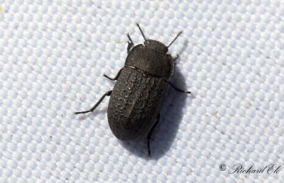 Tenebrionidae (Svartbaggar)
