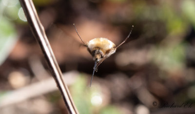Stor svvfluga - Large Bee-fly (Bombylius major)