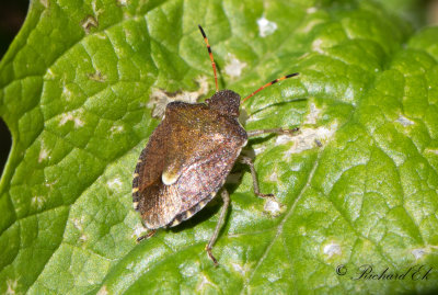 Vrbrfis - Vernal Shieldbug (Holcostethus vernalis)