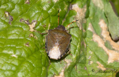 Vrbrfis - Vernal Shieldbug (Holcostethus vernalis)
