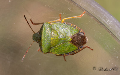 Grn brfis - Green Shield Bug (Palomena prasina) 