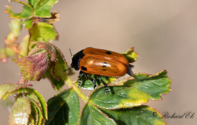 Myrsckbagge (Clytra quadripunctata)