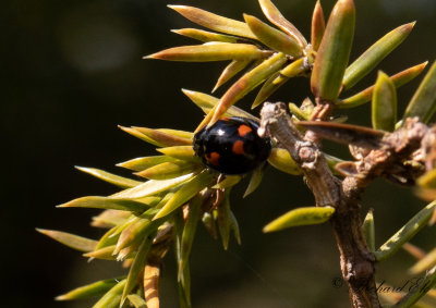 Fyrflckig tallpiga (Exochomus quadripustulatus)