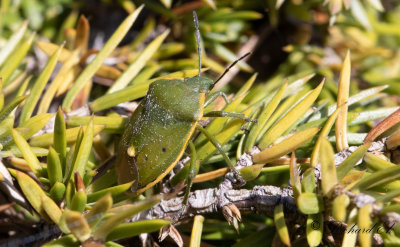 Grn enbrfis (Chlorochroa juniperina)