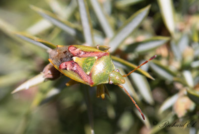 Brokig enbrsfis - Juniper Shield Bug (Cyphostethus tristriatus) 