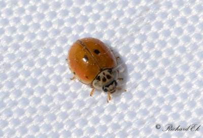 Tioprickig nyckelpiga - Ten spot ladybird (Adalia decempunctata)