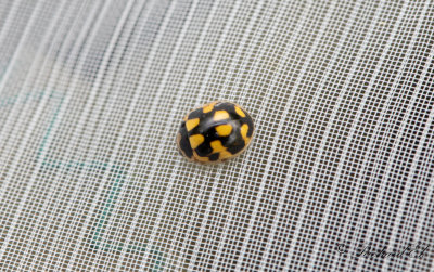 Schackbrdspiga - Fourteen spot ladybird (Propylea quatuordecimpunctata)
