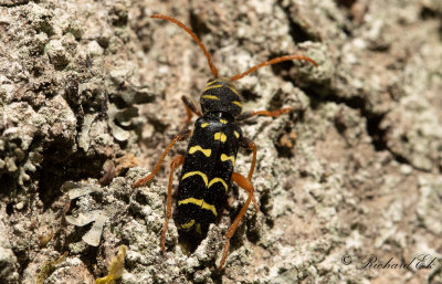 Smalbandad ekbarkbock (Plagionotus arcuatus)