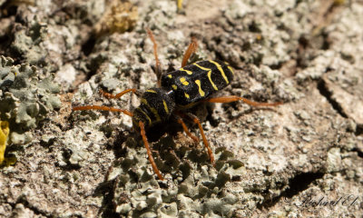 Smalbandad ekbarkbock (Plagionotus arcuatus)