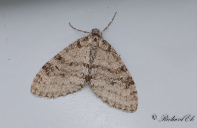Asplobmtare - Early Tooth-striped (Trichopteryx carpinata)
