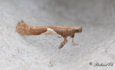 Aspstyltmal - White-triangle Slender (Caloptilia stigmatella)